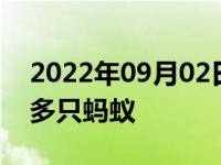 2022年09月02日消息 女子小店吃面挑出80多只蚂蚁