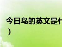 今日鸟的英文是什么怎么写（鸟的英文是什么）