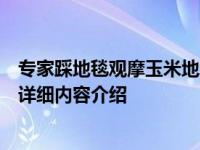 专家踩地毯观摩玉米地承办方回应并不是地毯来的具体情况详细内容介绍