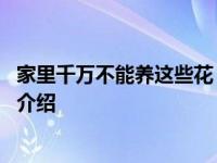 家里千万不能养这些花 不知道的快来了解具体情况详细内容介绍