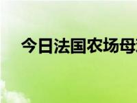 今日法国农场母鸡（法国农场母鸡热死）