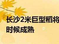 长沙2米巨型稻将进入成熟期,长沙的稻子什么时候成熟