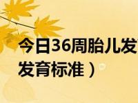 今日36周胎儿发育标准值是多少（36周胎儿发育标准）