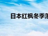 日本红枫冬季落叶吗（日本红枫简介）