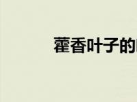 藿香叶子的吃法（藿香叶简介）