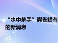 “水中杀手”鳄雀鳝有多可怕是怎么回事，关于鳄雀鳝死亡的新消息