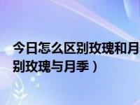 今日怎么区别玫瑰和月季（玫瑰和月季的区别图解，怎样区别玫瑰与月季）