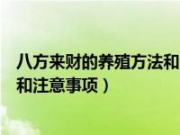 八方来财的养殖方法和注意事项视频（八方来财的养殖方法和注意事项）