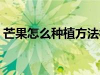 芒果怎么种植方法视频教程（芒果怎么种植）