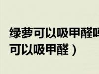 绿萝可以吸甲醛吗但它的速度快吗（今日绿萝可以吸甲醛）