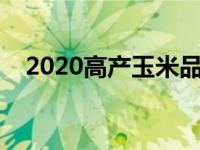 2020高产玉米品种（今日高产玉米种子）