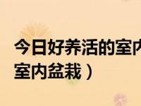 今日好养活的室内盆栽有哪些（今日好养活的室内盆栽）