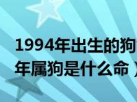 1994年出生的狗命今年财运如何（今日1994年属狗是什么命）