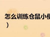 怎么训练仓鼠小便（今日仓鼠怎么训练上厕所）