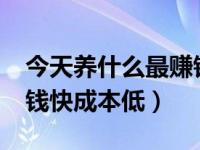 今天养什么最赚钱投资小?（今日养殖什么赚钱快成本低）