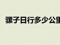 骡子日行多少公里（今日骡子的10000米）