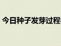 今日种子发芽过程视频（今日种子发芽过程）