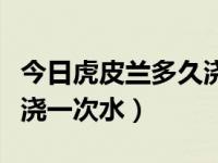 今日虎皮兰多久浇一次水好（今日虎皮兰多久浇一次水）