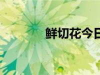 鲜切花今日价格（今日切花）