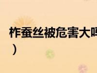 柞蚕丝被危害大吗（今日柞蚕丝被有什么危害）