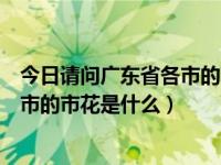 今日请问广东省各市的市花是什么花呢（今日请问广东省各市的市花是什么）