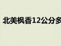 北美枫香12公分多少钱1棵（今日北美枫香）